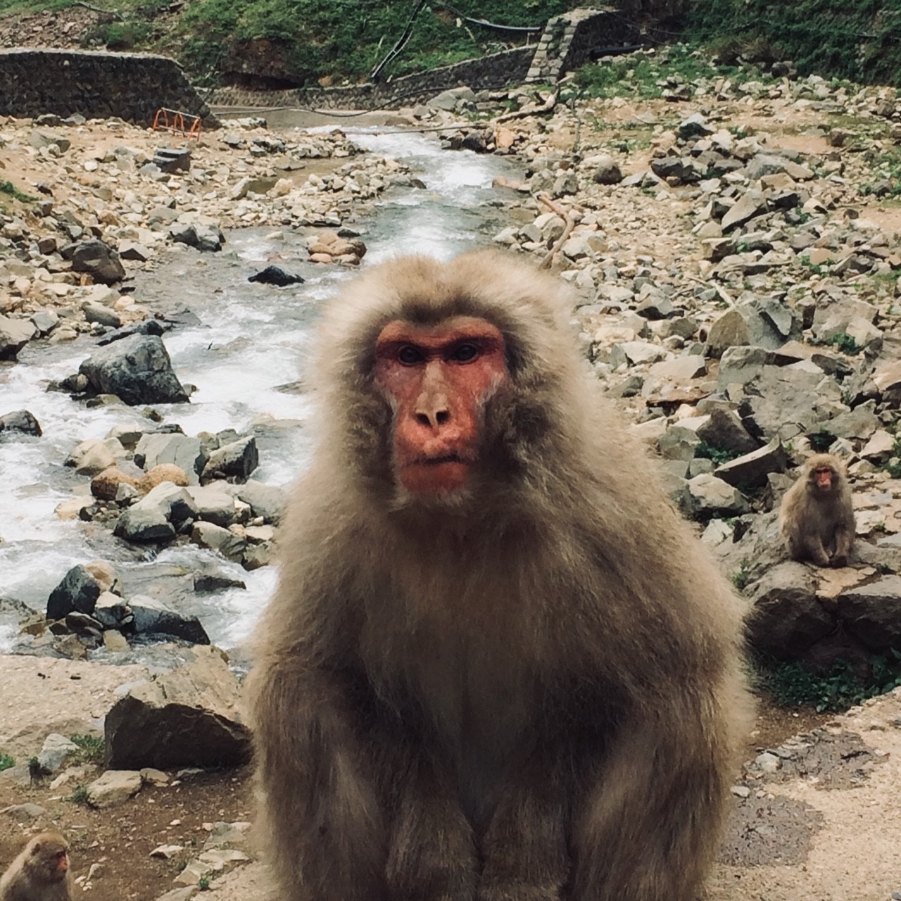 你是幾月出生，就是哪種動物！