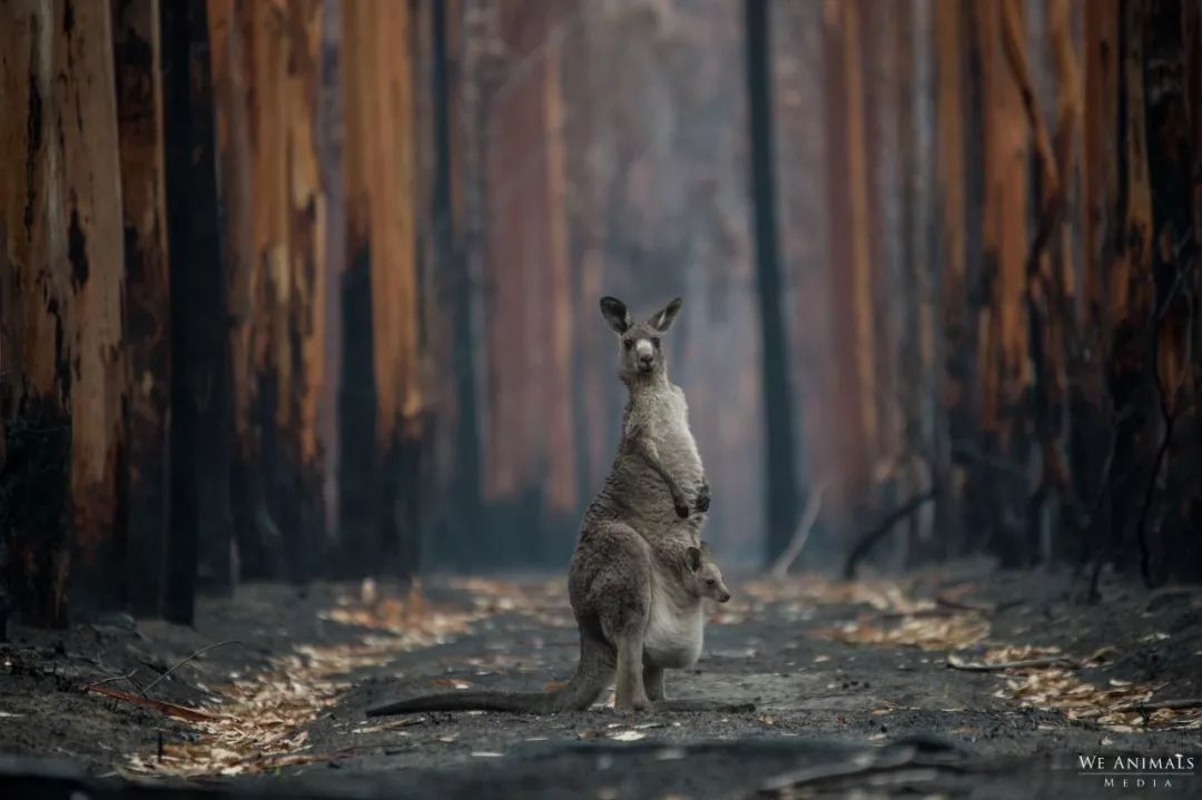 澳洲大火4個月後，攝影師拍下28張奇蹟，給人們帶來了希望 ...