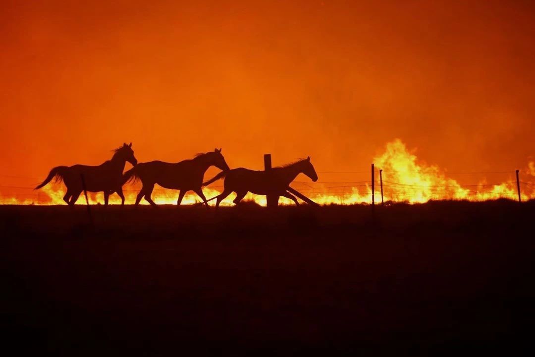 澳洲大火4個月後，攝影師拍下28張奇蹟，給人們帶來了希望 ...