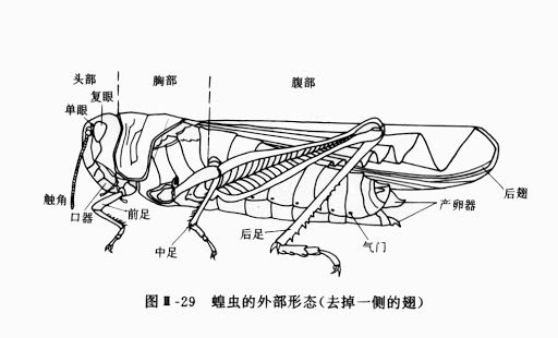蝗蟲集群出動成災，竟是為了避免被同類吃掉