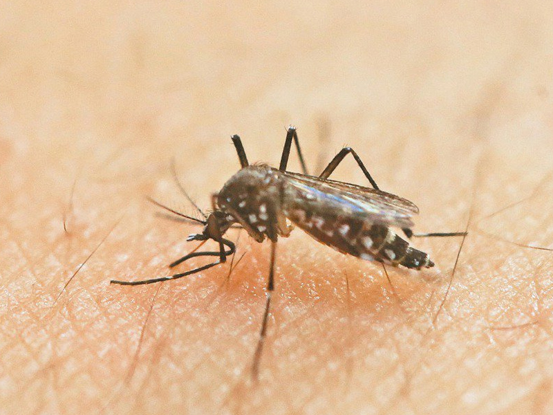 在屋子裡放一杯糖水可以驅蚊嗎？