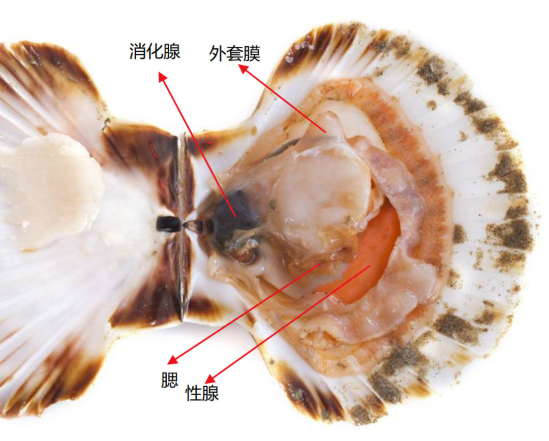 扇貝、帶子怎麼分？如何分公乸？