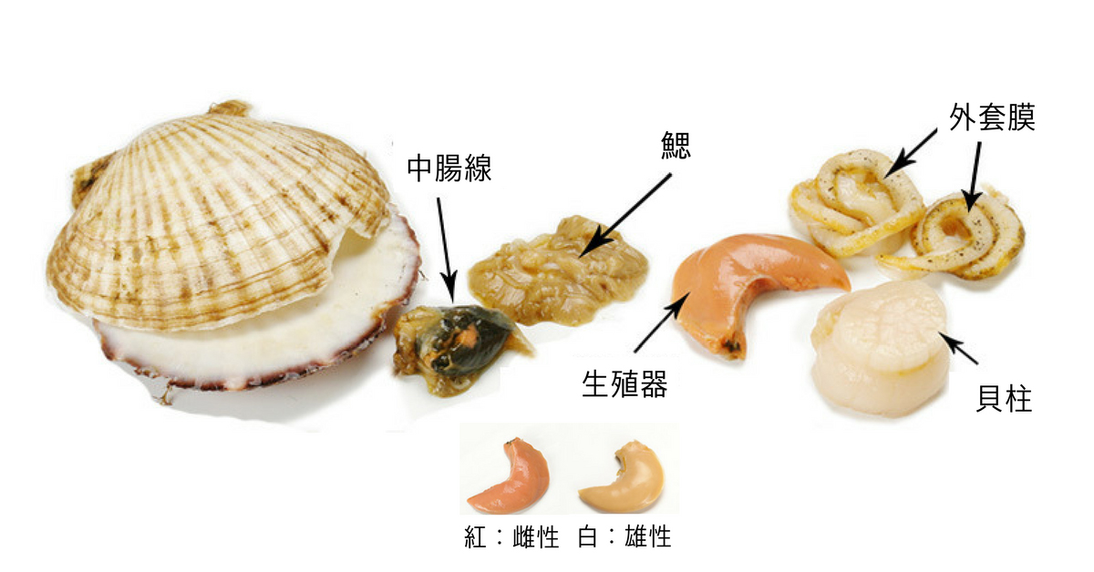 扇貝、帶子怎麼分？如何分公乸？