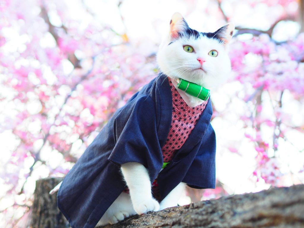 不要再給貓穿衣服了！