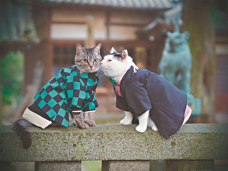 不要再給貓穿衣服了！