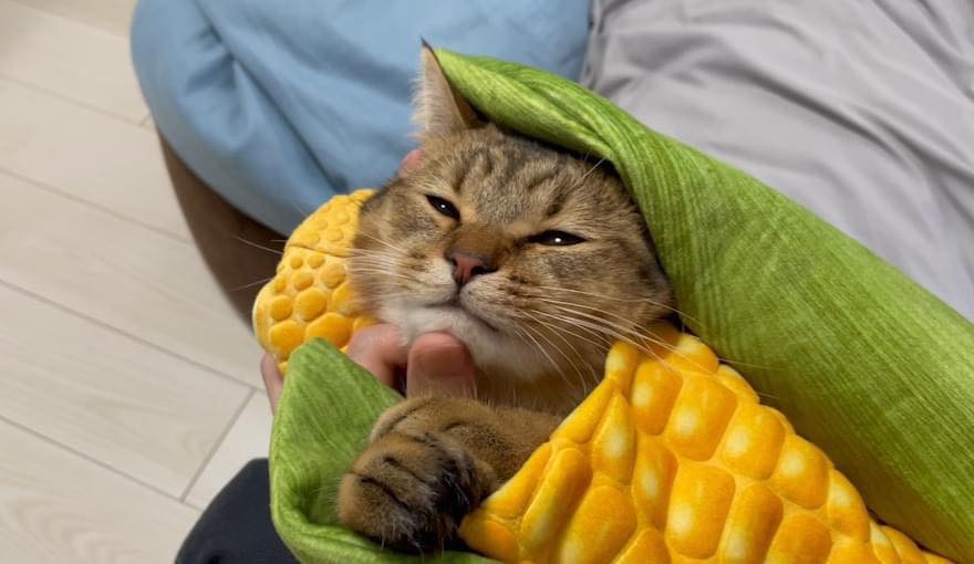 不要再給貓穿衣服了！
