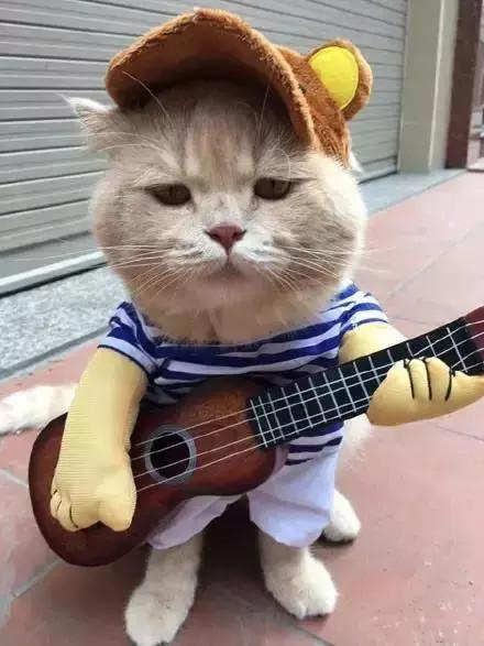 不要再給貓穿衣服了！