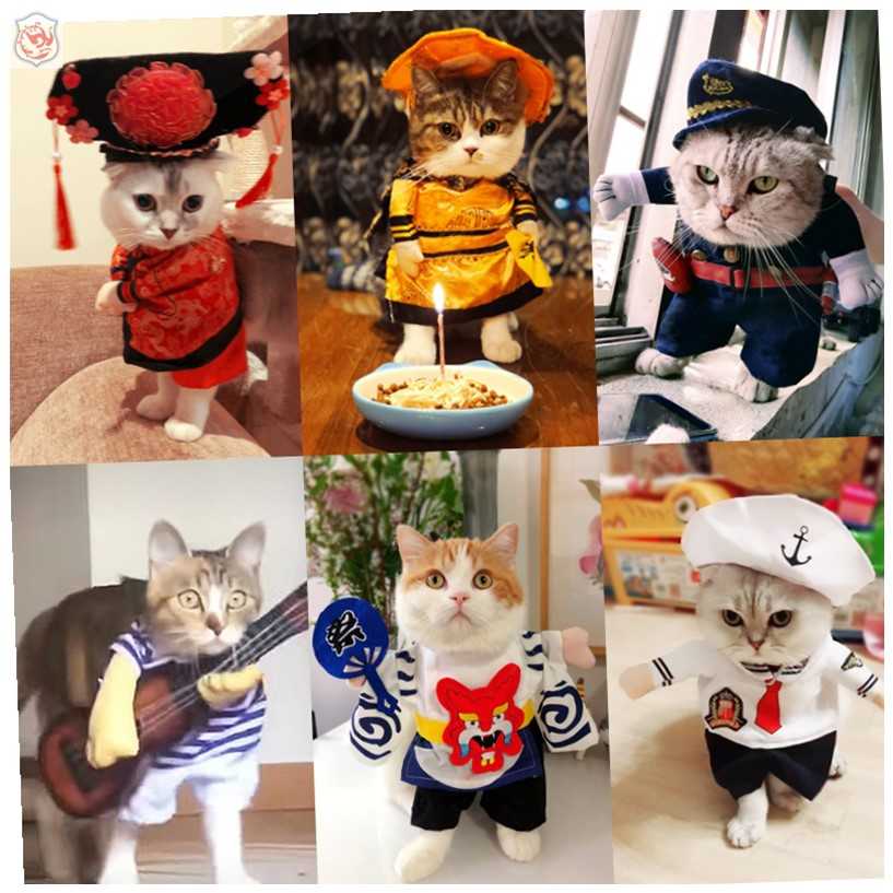不要再給貓穿衣服了！