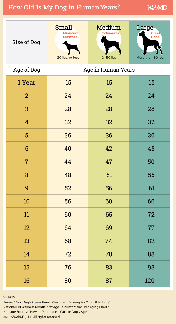 狗狗 1 歲相當於人類 7 歲？科學證明：這是錯的！