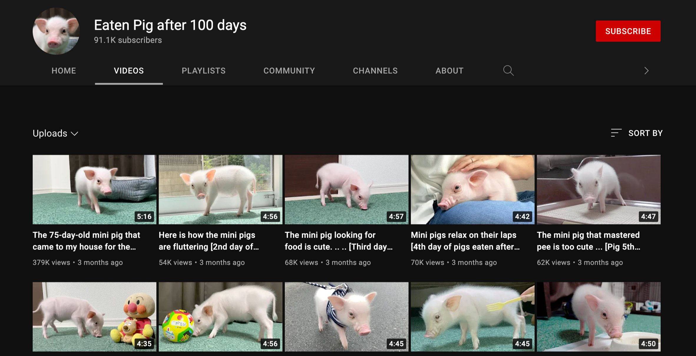 主人開 YouTube Channel 記錄養小豬點滴 夠 100 日便煮了它