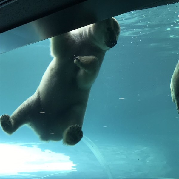 超萌：日本動物園北極熊屁屁坐玻璃