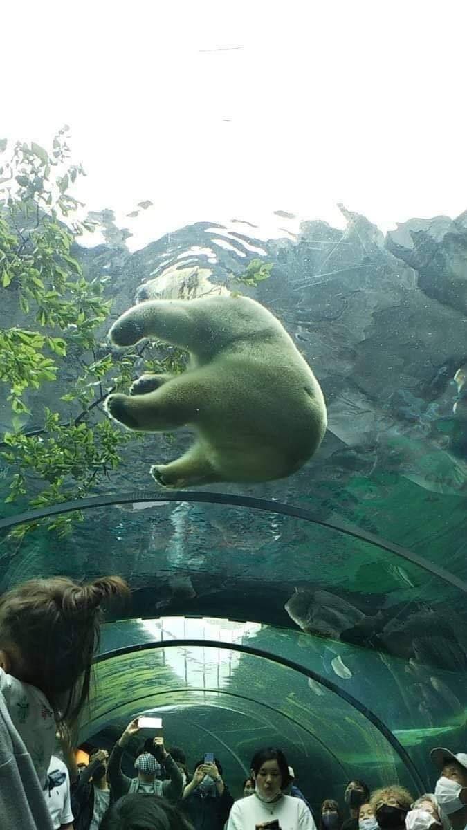超萌：日本動物園北極熊屁屁坐玻璃