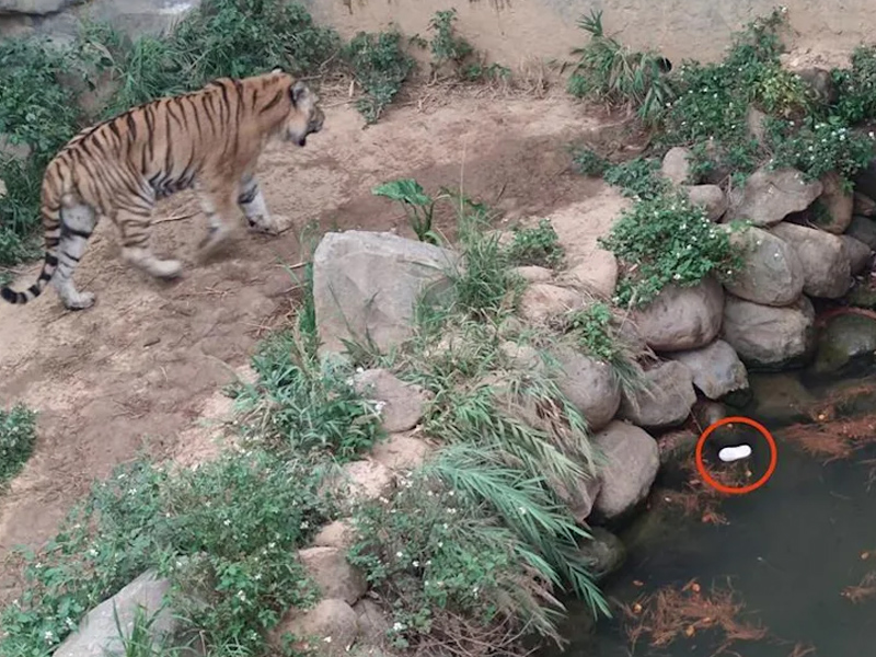 小朋友人呢?老虎籠內驚見2童鞋 小朋友人呢?老虎籠內驚見2童鞋