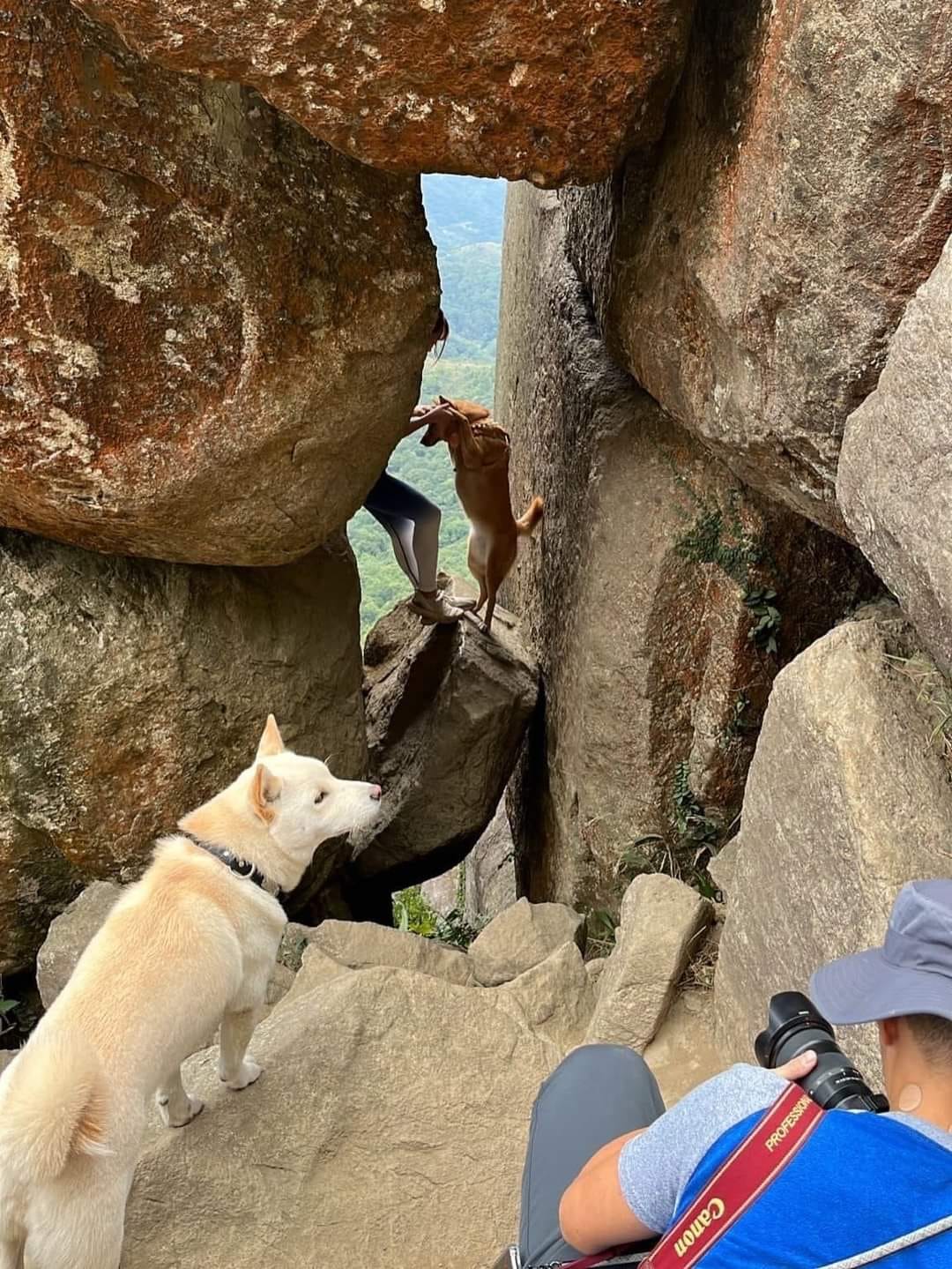 為影相打卡 主人要狗狗危站懸崖邊