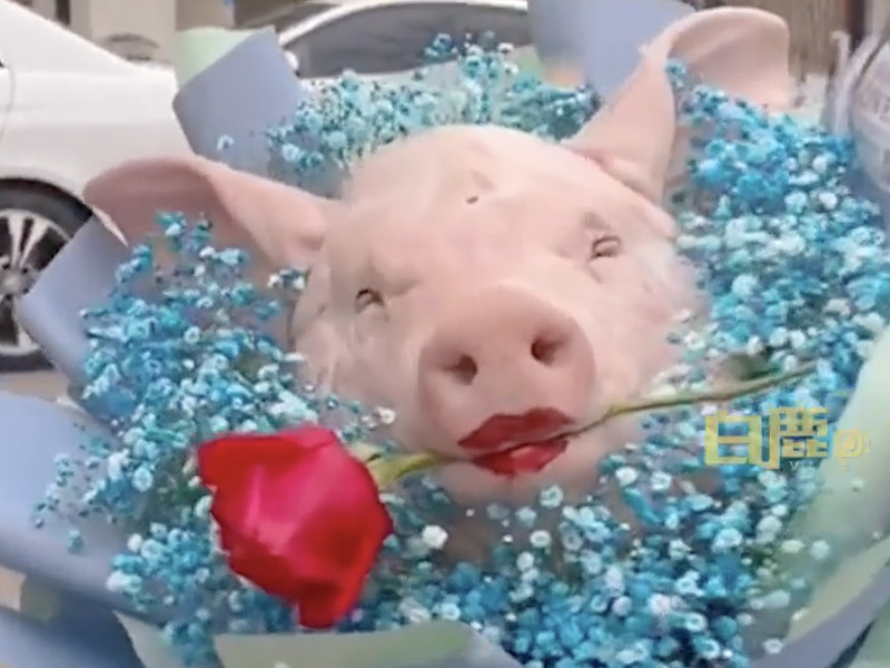 驚嚇情人節 男子送豬頭花束給女友