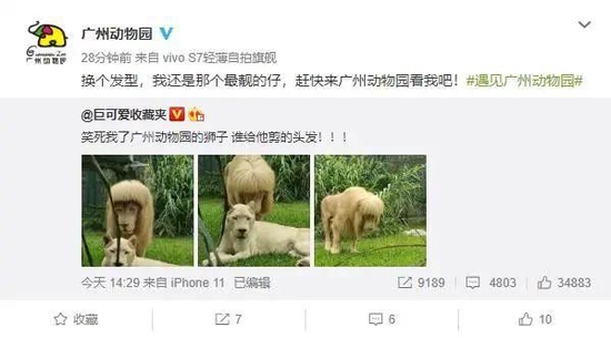 廣州動物園幫獅子剪齊劉海？
