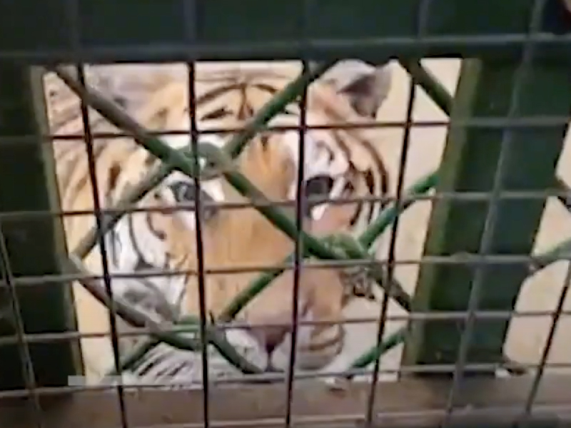 動物園去廁所回頭卻 驚見老虎