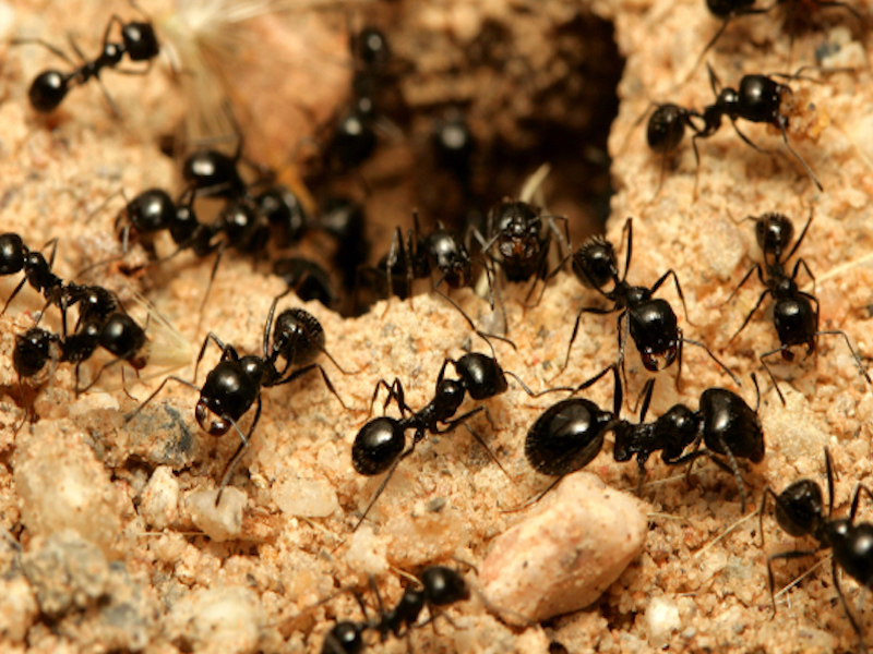 是誰讓螞蟻失去了工作激情？
