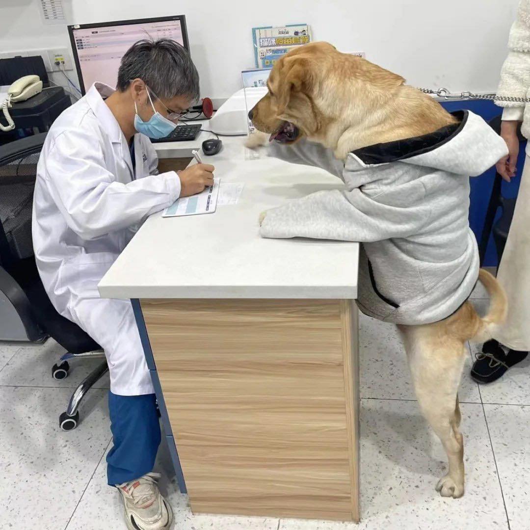 12 個狗狗常見疾病 常見症狀及預防方法