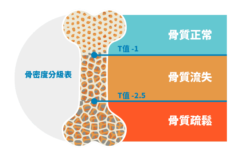 人體各個器官老化時間表，它 20 歲就開始退化！