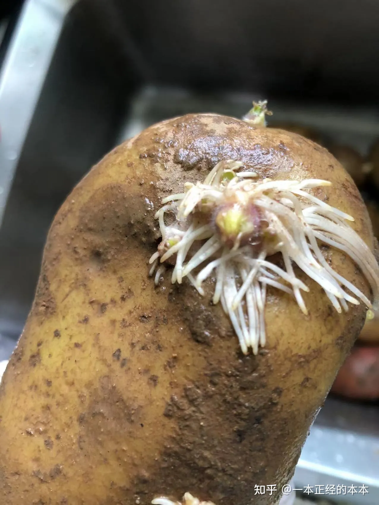 這 4 種蔬菜不要吃，很容易中毒