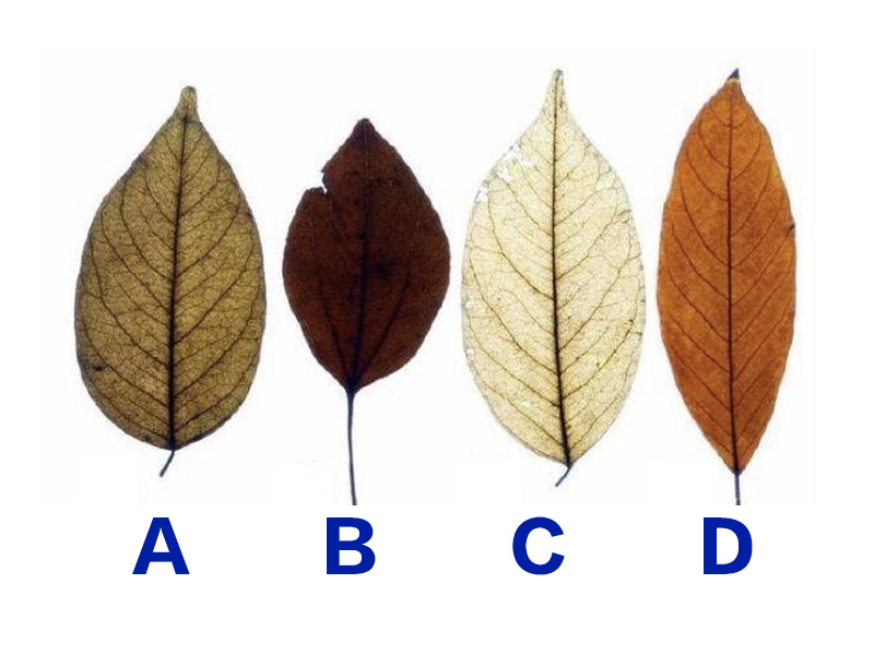 四片樹葉測出晚上誰最想你？
