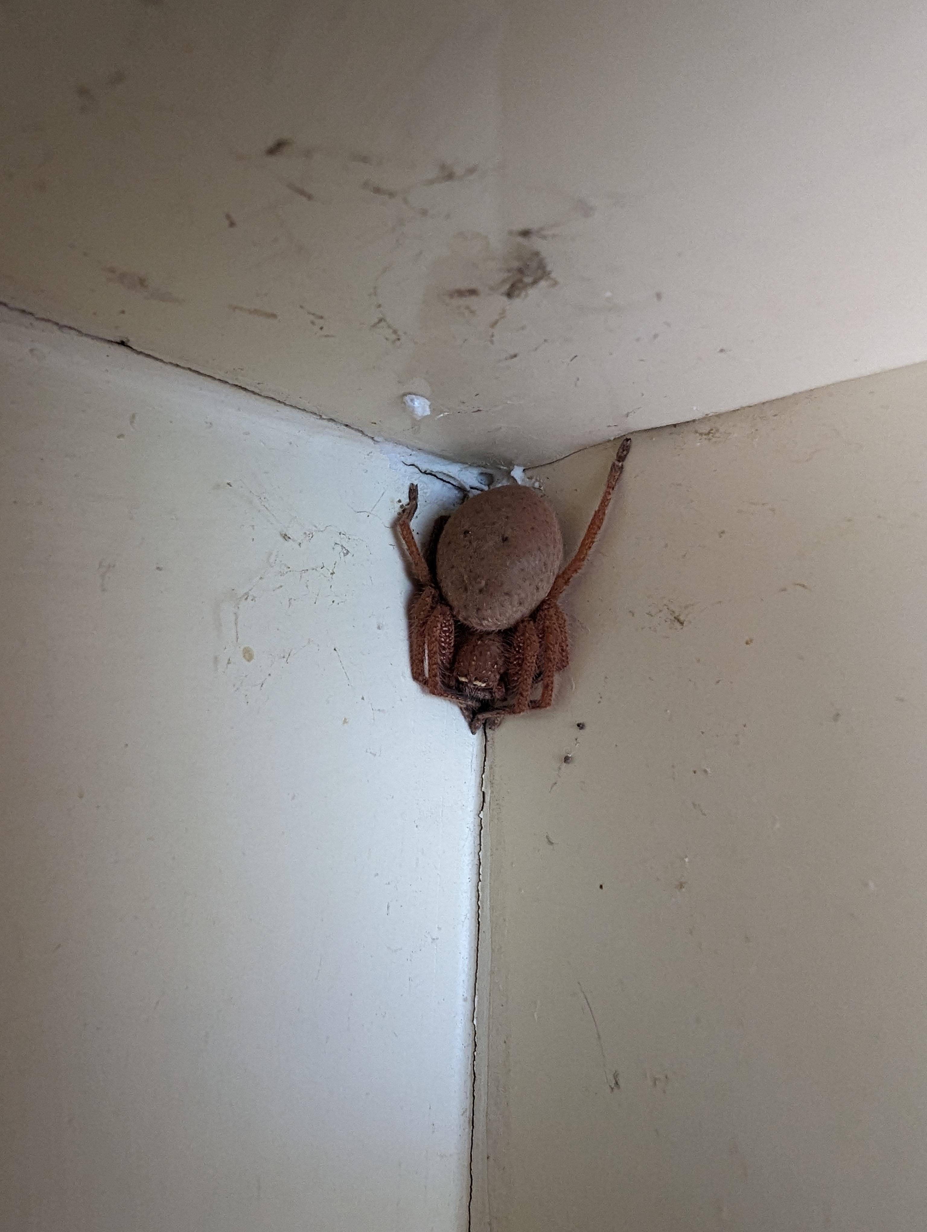 家中天花板發現，抱蛋的巨大蜘蛛