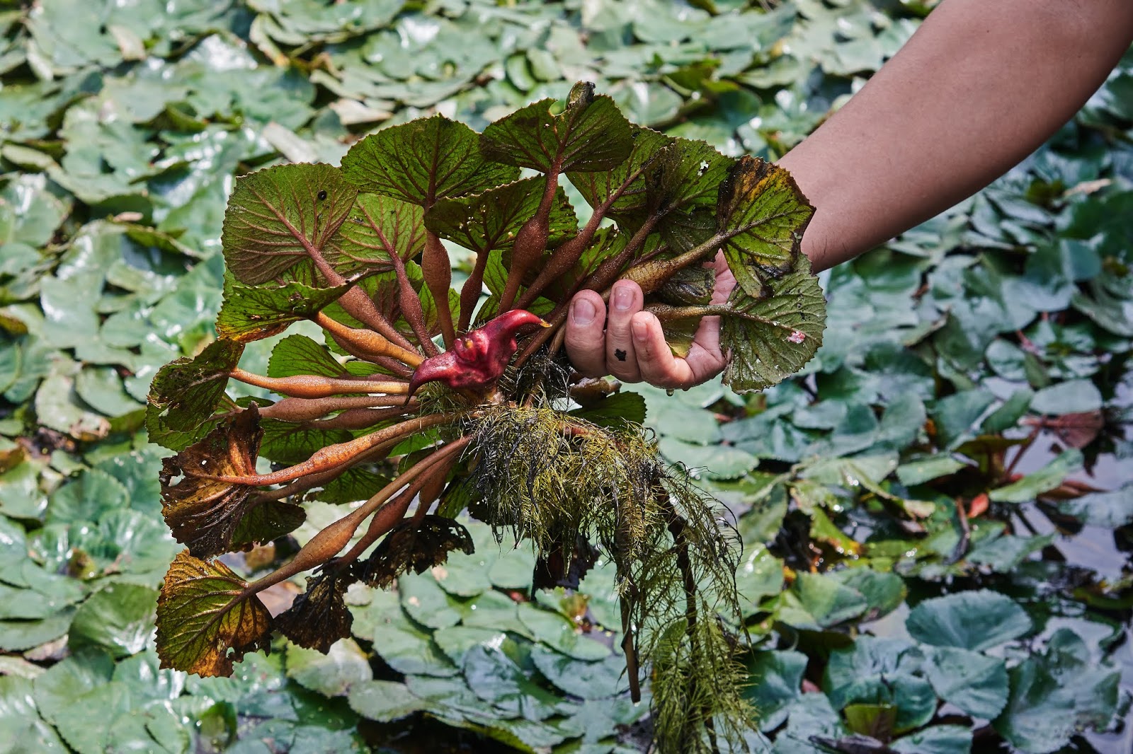 這 5 種蔬菜別生吃，容易附着寄生蟲