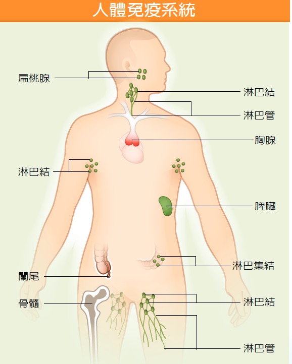 10 種最佳抗炎食物