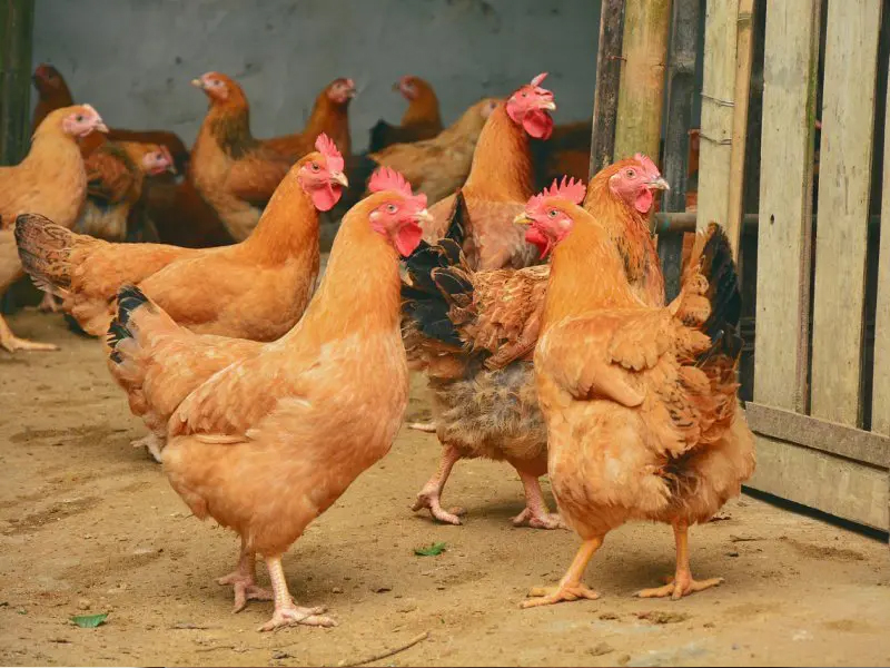 WHO發布緊急警告，發現首宗人類感染H9N2禽流感