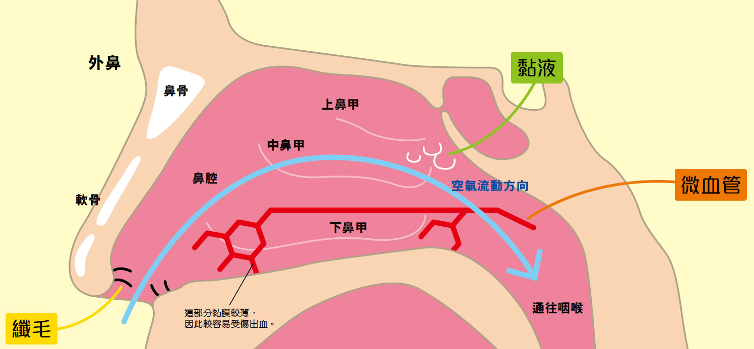 為什麼感冒後，鼻涕會變黃變綠