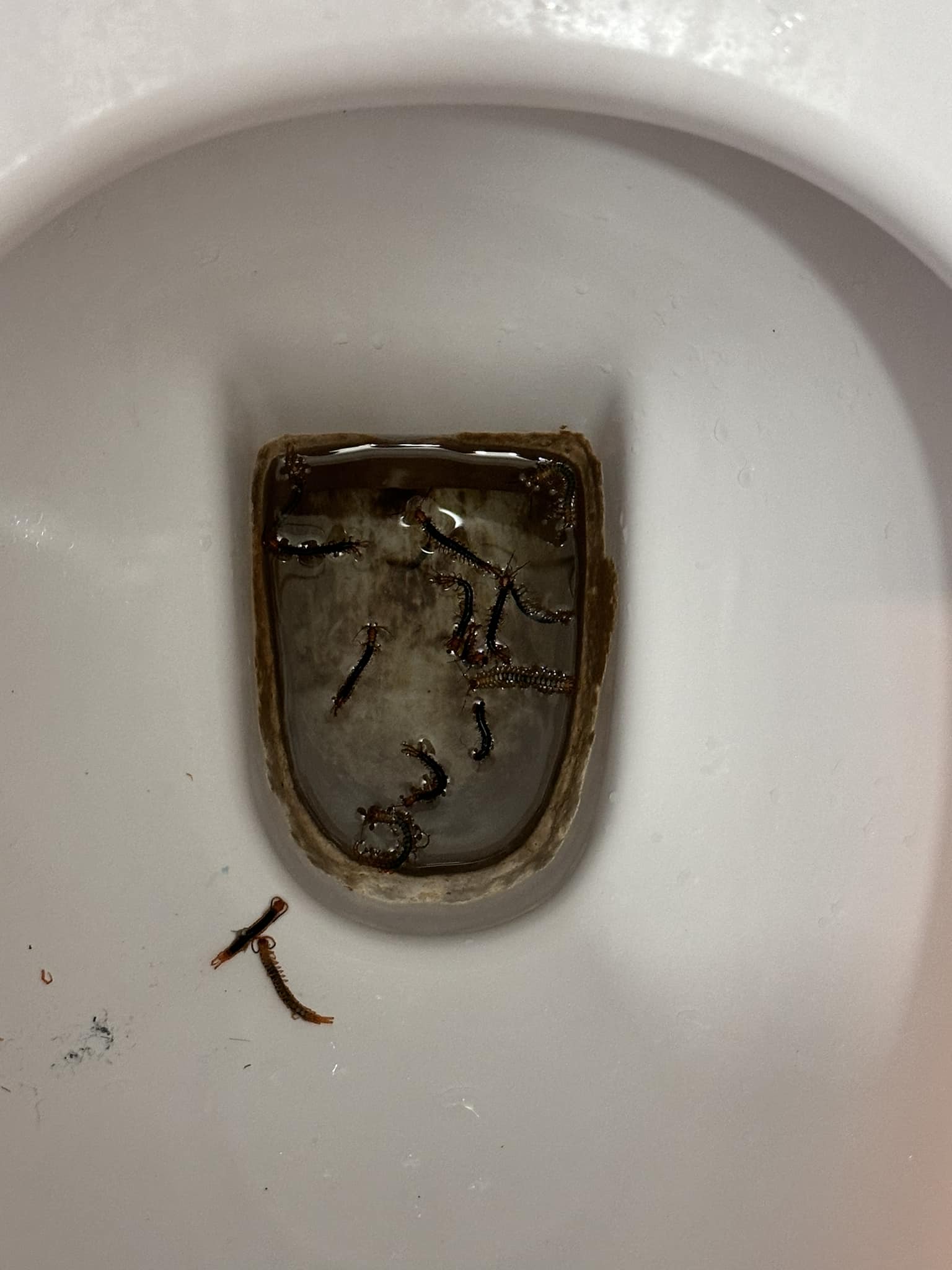 蜈蚣肆虐公屋，港媽發帖求救