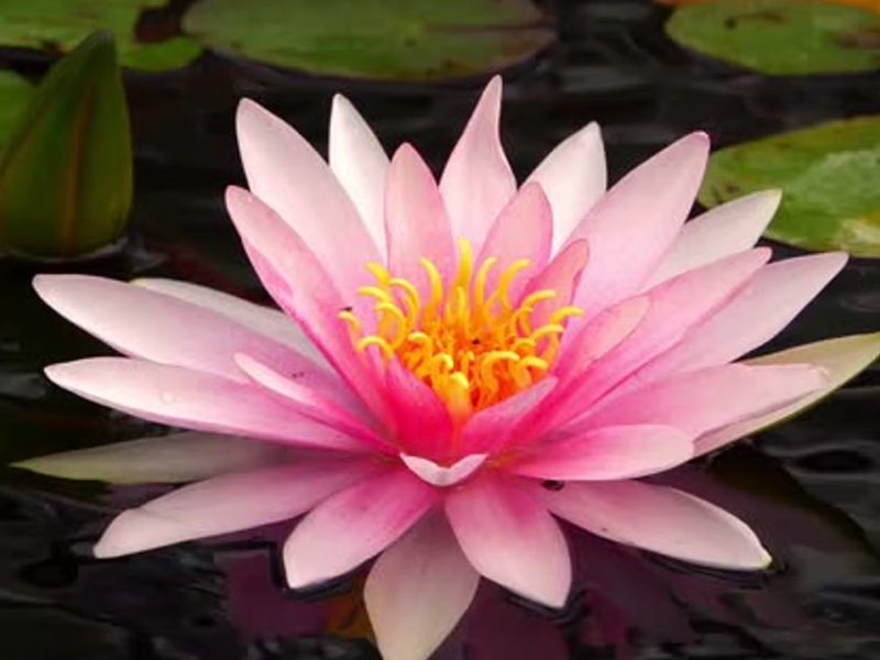 三大生肖 11 月苦盡甘來 三大生肖 11 月苦盡甘來