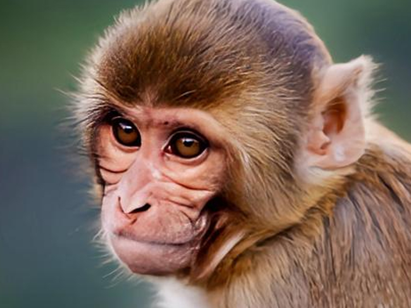 疑帶致命病毒,43 隻雌猴實驗室逃脫 疑帶致命病毒,43 隻雌猴實驗室逃脫