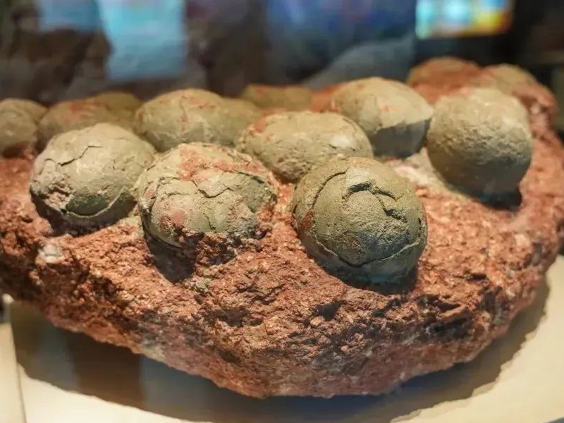 港人首次內地發現恐龍蛋化石! 港人首次內地發現恐龍蛋化石!