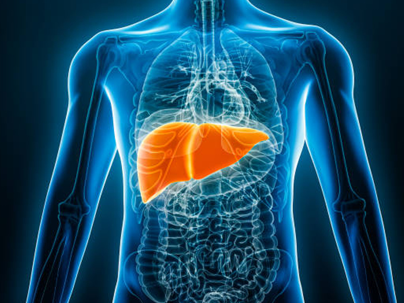 改善脂肪肝的秘密:大豆異黃酮 改善脂肪肝的秘密:大豆異黃酮